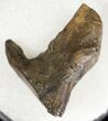 Triceratops Partially Rooted Tooth - Montana #20588-3